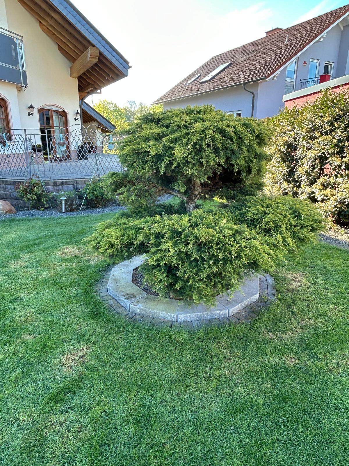 Referenz Formschnitt im Garten